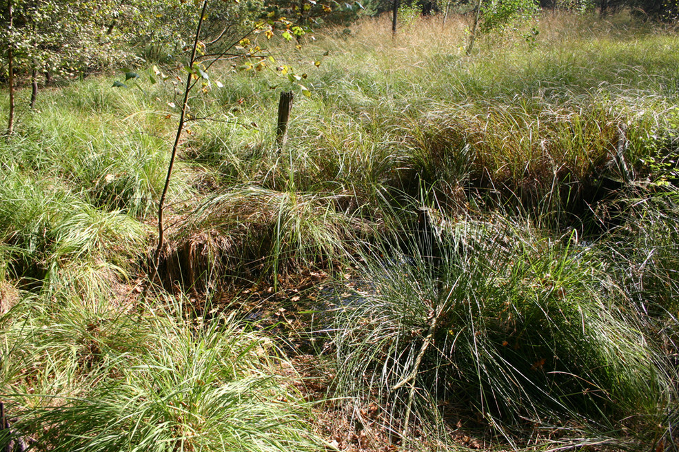 Artenarme Pfeifengrasbestände dominieren großflächig die Vegetation