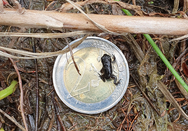 Foto einer 2-Euro-Münze mit Krötenjungtier darauf sitzend