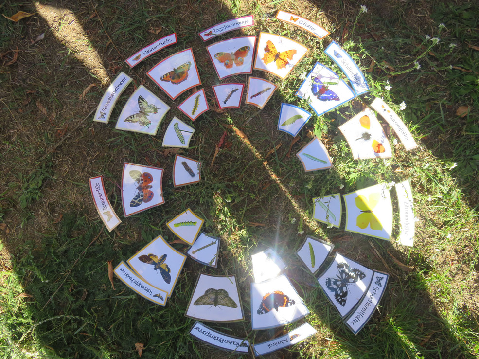 Zu sehen ist ein Rätselspiel auf dem Boden, in der die Kokons und verschiedenene Insektenarten abgebildet sind.