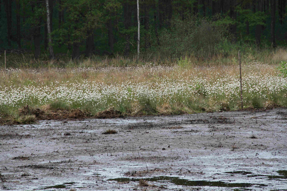 Entbuschte empfindliche Bereiche mit Massenbeständen von Wollgras im Hintergrund sowie offene, sehr nasse, aufschwimmende und schwingende Torfflächen im Vordergrund (Mai 2013)